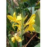 ราคา พุทธรักษา 15สีให้เลือก ตัดใบล้างราก ไม้มงคล หน่อ เหง้า ต้นพุทธรักษา พุทธรักษา (20977519292)