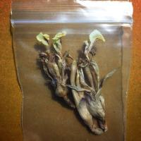 ราคา เมีย ดอกว่านดอกทอง ปลุกเสกจากขเมร Elettariopsis ว่านดอกทอง ว่านราคะ ว่านมหาเสนห์ ที่สุดแห่งว่านมหาเสน่ห์ (20977579532)