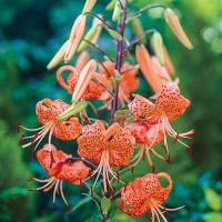 ราคา 3 หัว ดอกลิลลี่ Lily bulbs ดอกไม้สื่อถึง ความรักที่นุ่มนวล อ่อนหวาน สายพันธุ์ The Tiger Lily (20834557554)