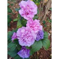 ราคา ต้นชบา คาร์เนชั่น ชบาดอกซ้อน ดอกสีม่วง ต้นชบาไทย หายาก Purple double Rose of sharon สีม่วง ดอกซ้อน ชบาคาร์เนชั่น พันธ์ดอกใหญ่ Hibiscus ชบาแฟชี ดอกออกทั้งปี ปลูกไว้ อกดอกเต็มหน้าบ้าน สีสรรสวยงาม ต้นสูง