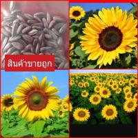 ราคา ขายถูก เมล็ดพันธุ์ทานตะวัน แมมมอธ 50เมล็ด ปลูกโชว์สวยงาม ทนแล้ง ดอกใหญ่ โตเร็ว (1603978063)