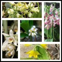 ราคา ว่านจูงนาง รวมคละ4สี4หัว นางตาม แยกสีให้ กล้วยไม้ดิน ดอกหรือต้นแช่น้ำมันจันทร์ป้ายปากมือหน้าช่วยสร้างเสน่ห์ ไม้มงคล (12831615845)