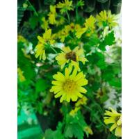 ราคา เมล็ด เก็กฮวยสีเหลืองสรรคุณมากมาย ปลูกไว้ติดบ้าน ทำชาปลอดสารพิษทานเองมีประโยขน์มากมายซองละ 29 บาท (17157757877)