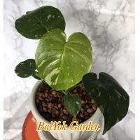 ราคา มอนสเตอร่าไทยคอน Monstera Thai Constellation (9585013350)