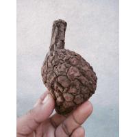 ราคา บอระเพ็ดพุงช้าง รอบหัว10 15cm เป็นไม้เถาร์ ไม้โขด หัวบอระเพ็ดพุงช้าง บอระเพ็ดโขด (19970695530)