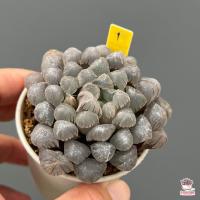 ราคา Haworthia Cooperi Ice Lantern ฮาโวเทีย ไม้อวบน้ำ กุหลาบหิน cactus succulentหลากหลายสายพันธุ์ (4752948246)