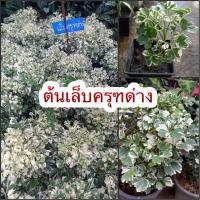 ราคา ต้นเล็บครุฑด่าง (15186690924)
