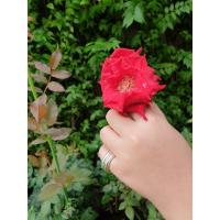 ราคา Substore th perfect round ring แหวนเงินแท้ handmade silver925 (10722295474)