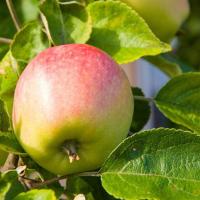 ราคา 20 เมล็ด ผลไม้ แอปเปิ้ล Apple Seeds ปลูกเป็นบอนไซได้ ประดับบ้าน สายพันธุ์ Apple Newton Wonder (21128320361)