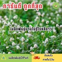 ราคา ถูกที่สุด เมล็ดพันธุ์ดอกบานไม่รู้โรย สีขาว (21248791884)