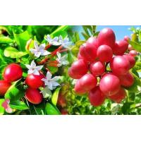 ราคา ต้นมะม่วงหาวมะนาวโห่ ลูกใหญ่ เป็นผลไม้ที่นิยมรับประทานเ จัดส่งพร้อมถุง 6 นิ้ว ลำต้นสูง 30 40ซม ต้นไม้แข็งแรงทุกต้น เรารับประกันจัดส่งห่ออย่างดี (21009566210)