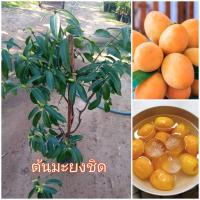 ราคา ต้นมะยงชิดพันธุ์ทูลเกล้า ผลมีขนาดใหญ่ ออกดอกติดผลดี เป็นผลไม้ในตระกูลเดียวกับมะปราง ผลมีรสชาติหวานอมเปรี้ยวเล็กน้อย สามารถปลอกเปลือกกินสดๆก็ได้ หรือนำไปทำเป็นเมนูขนม กินแล้วช่วยเติมความสดชื่นให้ร่างกา