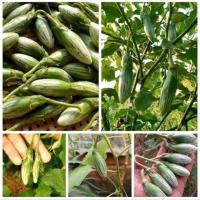 ราคา เมล็ดมะเขือรักบี้กรอบเปราะบรรจุซอง150เมล็ด สำหรับเพาะปลูกนะคะ (10237735551)