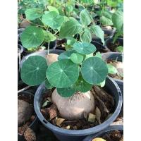 ราคา ว่านบัวบก Gotu kola ไม้ประดับหายาก ขนาดเทียบกับไข่เป็ด ว่านบก Stephania Erecta Craib (9073295003)