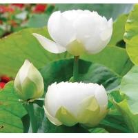 ราคา เมล็ดบัวดอกสีขาว ดอกใหญ่ ของแท้ 100 เมล็ดพันธ์ุบัว ดอกบัว ปลูกบัว เม็ดบัว สวนบัว White Lotus Waterlily seeds 8 เมล็ด (20987407125)