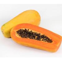 ราคา 100 เมล็ด มะละกอ ผลไม้ Papaya Seeds สายพันธุ์ มะละกอฮอลแลนด์ (21166287000)