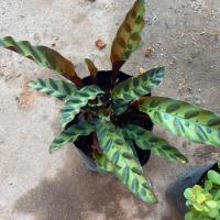 ราคา คล้ากาเหว่าลาย กาเหว่าแดง ไม้ฟอกอากาศ แบบถุง ไม้น่มรำไร (6456208510)