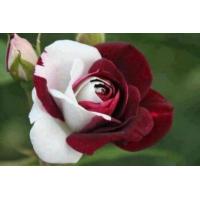 ราคา 30 เมล็ด เมล็ดพันธุ์ กุหลาบ สีแดง ขาว Rose seed ดอกใหญ่ นำเข้าจากต่างประเทศ พร้อมคู่มือ เมล็ดใหม่ (9126253966)