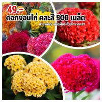 ราคา เมล็ดพันธุ์ดอกสร้อยไก่คละสี500 เมล็ด (18287307745)