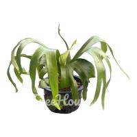 ราคา เฟิร์นชายผ้าสีดา กระถาง 7 8 นิ้ว (20719756325)