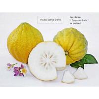 ราคา กล้ามะนาวยักษ์ ซิตรอน พันธุ์ Medica Etrog กล้าละ 299 กิ่งตอน (10146228864)