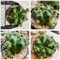 ราคา ยิมโนแม่ลูกดก Gymnocalycium anisitsii damsii cactus กระบองเพชร แคคตัส (19591540711)