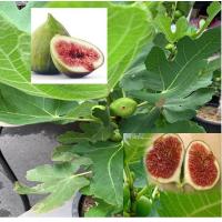 ราคา มะเดื่อฝรั่ง Fig BTM6 JAPAN ต้นมะเดื่อฝรั่ง Figs มะเดื่อ FIG ต้นสมบูรณ์มาก รากแน่นๆ ลำต้นสูง 50 ซม จัดส่งพร้อมกระถาง 6 นิ้ว (8274732156)