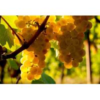 ราคา 1 ต้นองุ่น ติดตา พร้อมปลูก ทำรั้ว สายพันธุ์ พันธุ์ Sauvignon Blanc โซวีญง บล็อง ต้นใหญ่ สูงขนาด 60 80 ซม รับประกันสินค้า (20956848783)