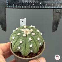 ราคา แอสโตรไฟตัม ทรงปลาดาว Astrophytum แคคตัส กระบองเพชร cactus succulent (8560601804)