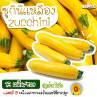 ราคา เมล็ดพันธุ์ซูกินีเหลือง10 เมล็ด อัตราการงอก95 ปลูกง่าย โตไว มีของแถมเป็นเมล็ดผักกวางตุ้งทุกออเดอร์ (11866090113)