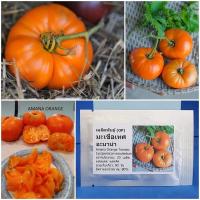 ราคา เมล็ดพันธุ์ มะเขือเทศ อะมาน่า Amana Orange Tomato Seed 20 เมล็ด คุณภาพดี ราคาถูก ของแท้ (7386279067)