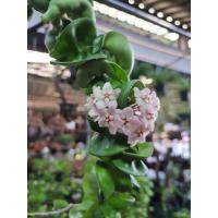 ราคา โฮย่าไส้หมู เกลียวสวาท Hoya carnosa compacta มีหลายชื่อ ตั่งแต่ Hoya indian rope โฮย่าไส้หมู บ้างก็เรียกเกลียว (9131317906)