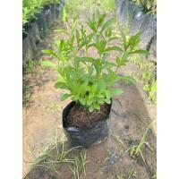 ราคา ต้นหญ้าหวาน ต้นสวยไซด์นางงาม หญ้าหวาน รากเดินพร้อมปลูก (20854654818)