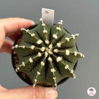 ราคา ยิมโน LB Hybrid Gymnocalycium แคคตัส กระบองเพชร cactus succulent (4529788084)