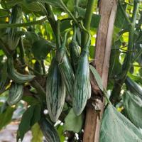 ราคา เมล็ดพันธุ์ มะเขือเปราะ ลูกรักบี้ มะเขือตอปิโด มะเขือลายลูกเล็ก มะเขือหยดน้ำ 600 เมล็ด 10 เเถม 1 คละได้ (10697399215)