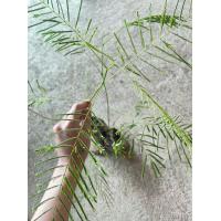 ราคา ต้นพันธุ์ ชะอม พร้อมปลูกในถุงดำละ 39 บาท (18836852110)