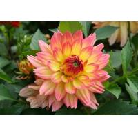 ราคา 1 หัว ออเดอร์ รักเร่ Dahlia Flowers สายพันธุ์ GRACELAND หัวรักเร่ ดอกไม้ หัวหน่อ เหง้า เนเธอร์แลน หัวสดใหม่ (9126268565)