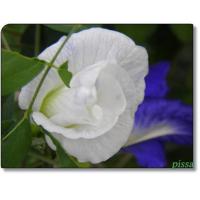 ราคา เมล็ดพันธุ์ ดอกอัญชัน ดอกสีขาว กลีบซ้อน บรรจุ 10 เมล็ด ซองละ 29 บาท (8773836078)