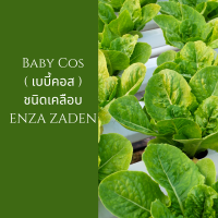 ราคา เมล็ดพันธุ์ผักสลัดชนิดเคลือบ ENZA ZADEN 100 เมล็ด (16244588664)