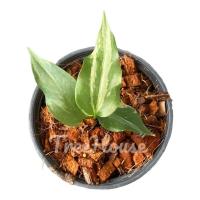 ราคา โชคเก้าชั้นด่าง ไซส์เด็กจิ๋ว กระถาง 4 5 นิ้ว (20713808103)