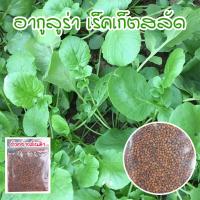 ราคา เมล็ดพันธุ์ ผักสลัดอกูล่า ร็อคเก็ต อากูรูล่า เมล็ดพันธุ์ ร็อคเก็ต 90 300 เมล็ด ซื้อ 10 แถม 1 คละได้ (15174116929)