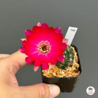ราคา อิชินอปซิส โลบิเวีย Echinopsis Lobivia แคคตัส กระบองเพชร cactus succulent (20220920586)