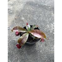 ราคา ต้นหม้อข้าวหม้อแกงลิงแดง ไม้กินแมลง กินยุง มาในกระถางพร้อมตั้ง (17295998268)