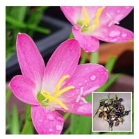 ราคา บัวดินโรเซีย ชุด3หัว หัวบัวดินโรเซีย บัวดิน บัวดินสีชมพู ไม้คลุมดิน (4477368895)