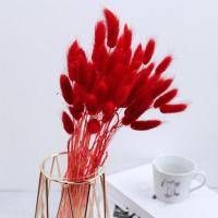 ราคา หญ้าแพมปาสธรรมชาติ30 60ชิ้นดอกไม้แห้งหางกระต่ายช่อดอกไม้หญ้าหางกระต่ายดอกไม้ดอกไม้แห้งตกแต่งบ้านแต่งงานอุปกรณ์ประกอบฉากถ่ายรูป (18694338761)