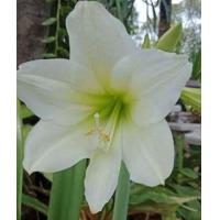 ราคา ว่านสี่ทิศ ขาวหอม1หัว ไม้มงคล ไม้หัว ว่านสี่ทิศสีขาว (12831650846)