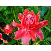 ราคา ขายส่ง 100 เมล็ด เมล็ดดาหลา Torch ginger เวชสำอาง น้ำดอกดาหลา น้ำมันดาหลา สบู่ดอกดาหลา ชาดอกดาหลา ไวน์ดอกดาหลา เส้นใยสิ่งทอ (17388158761)