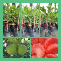 ราคา กิ่ง ต้นส้มโอทับทิมสยาม กิ่งพันธุ์ เสียบยอด ต้นสวยพร้อมลงปลูกเนื้อสีแดงขนาดกิ่งจัดส่ง50 60ซมทุกกิ่งพร้อมจัดส่ง ปลูก1ปีติดลูก (14201143630)