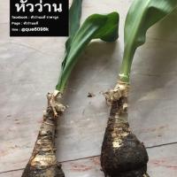 ราคา ว่านมหาบัว เด่นทางศิริมงคล ขายเป็นหัวแบบตัดต้น (12813795297)