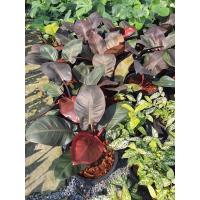 ราคา ฟิโลเดนดรอน แบล็คคาดินัล ต้นกุมารดำเรียก ทรัพย์ Philodendron Black Cardinal ต้นไม้มงคล เรียกเงิน เรียกทองเรียกทรัพย์เข้าบ้าน มนต์เสน่ห์ของสายดำ ใบดำสวย ยิ่งโตยิ่งสวย (17668498363)